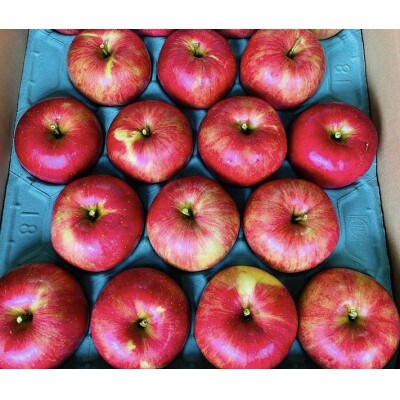 【訳あり】長野県産 葉とらずサンつがる 約10kg(20玉~40玉)