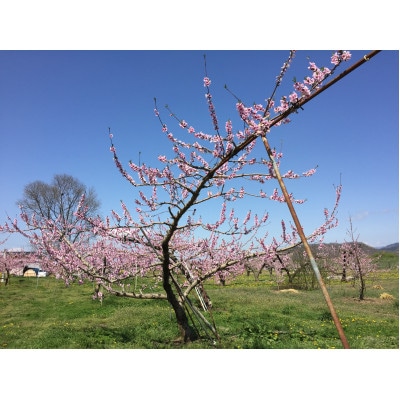 小布施町産　川中島白桃　5～8個入　約2kg 朝採り産地直送 家庭用