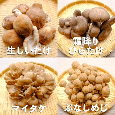 長野県産きのこセット　8種類のきのこ　各1パック【計8パック　約1kg】