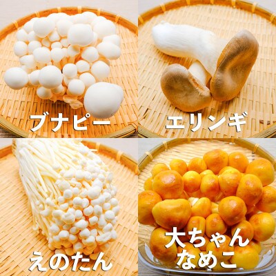 長野県産きのこセット　8種類のきのこ　各1パック【計8パック　約1kg】