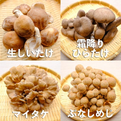 長野県産きのこセット　8種類のきのこ　各2パック【計16パック・約2kg】