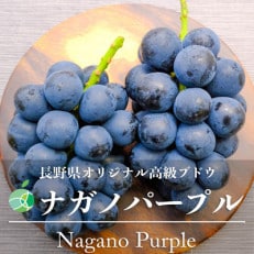 長野県産ナガノパープル 2房(約1kg)【贈答用 秀】