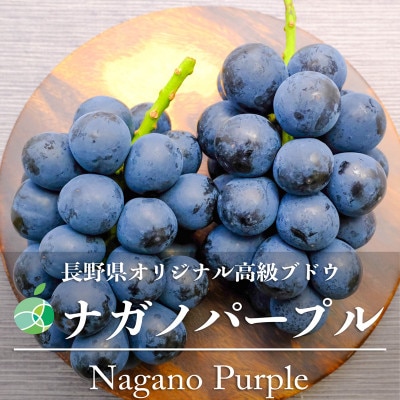 長野県産ナガノパープル　2房(約1kg)【贈答用　秀】
