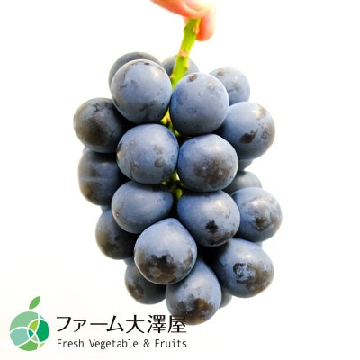 長野県産ナガノパープル　2房(約1kg)【贈答用　秀】
