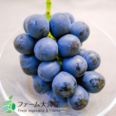 長野県産ナガノパープル　2房(約1kg)【贈答用　秀】