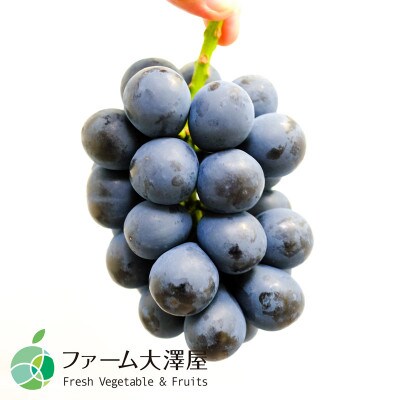 長野県産ナガノパープル　4房(約2kg)【贈答用　秀】