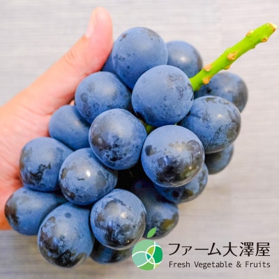 長野県産ナガノパープル　4房(約2kg)【贈答用　秀】