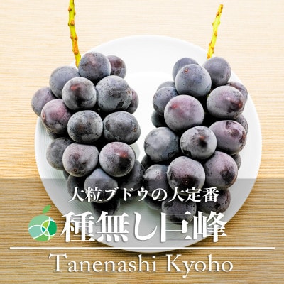 長野県産種なし巨峰　2房(約1kg)【贈答用　秀】