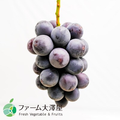長野県産種なし巨峰　2房(約1kg)【贈答用　秀】