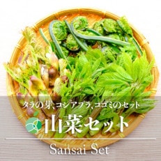 山菜セット タラの芽 約200g コシアブラ 約200g コゴミ 約200g 天然物 長野県産