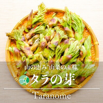 タラの芽　山菜　約100g　長野県産