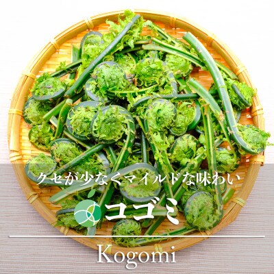 コゴミ　天然物　約400g　長野県産
