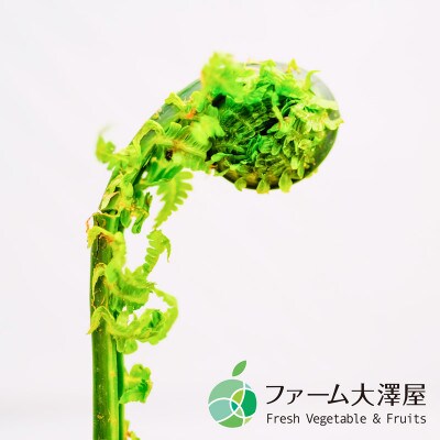コゴミ　天然物　約800g　長野県産