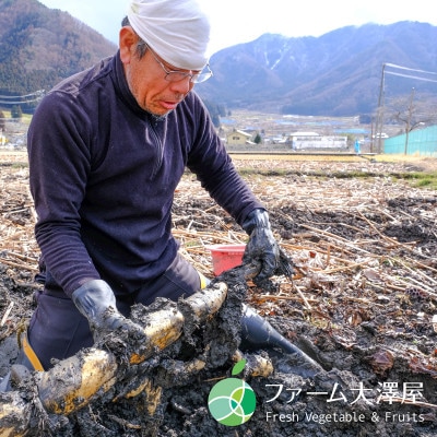 小林さんの綿内れんこん　伝統野菜　約1kg　長野県長野市産