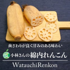 小林さんの綿内れんこん 伝統野菜 約2kg 長野県長野市産