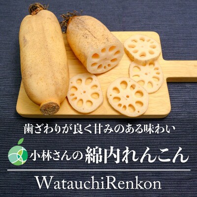 小林さんの綿内れんこん　伝統野菜　約2kg　長野県長野市産