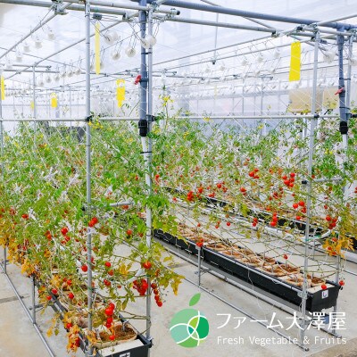 美肌トマト　高糖度　糖度10度以上　濃厚な味　2パック　約250g　長野県須坂市産