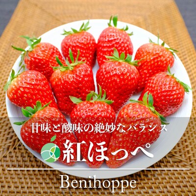 紅ほっぺ　いちご　6パック(計36-90粒)長野県中野市産