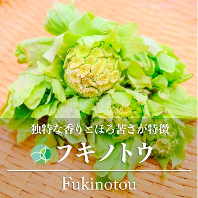 フキノトウ　天然物　約400g　長野県産