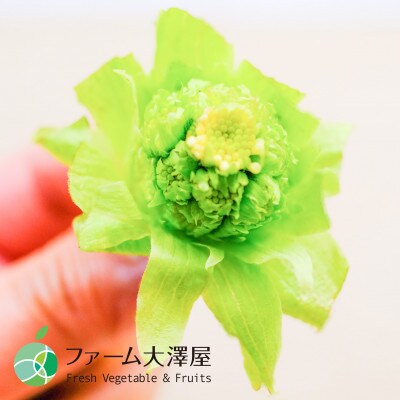 フキノトウ　天然物　約400g　長野県産