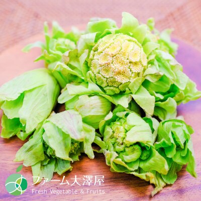 フキノトウ　天然物　約400g　長野県産