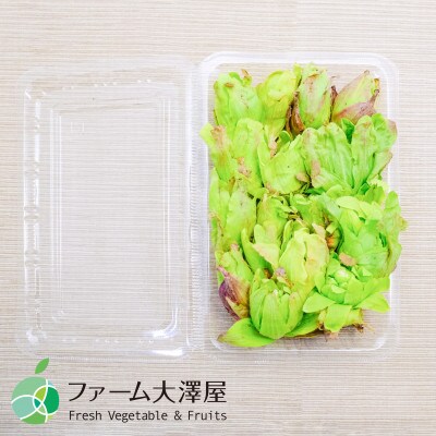 フキノトウ　天然物　約400g　長野県産