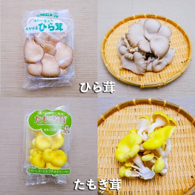 新鮮生きのこセット　大　6種類　各1パック(合計6パック)　長野県須坂市産