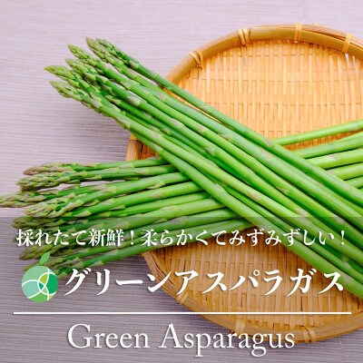 グリーンアスパラガス　細　約500g　35-55本　長野県産