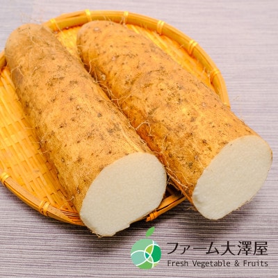 松代産ながいも　約5Kg　長野県長野市松代産
