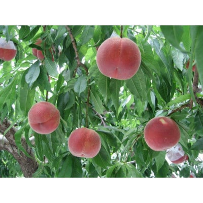 【先行受付】長野県産　桃　4kg以上箱入　秀品 9～18玉
