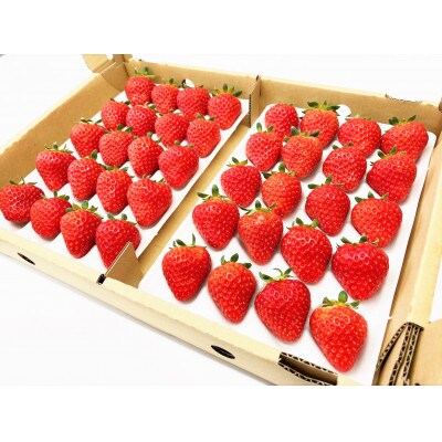 軽井沢産夏いちご「サマールージュ」1ケース(約650g)