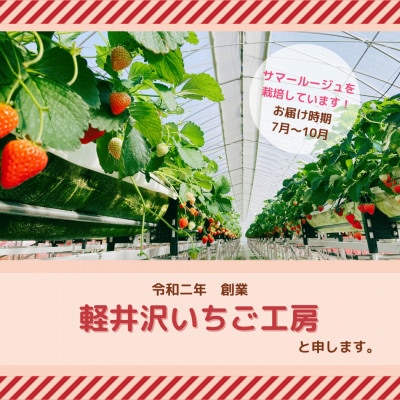 　【発送7/4以降】長野県軽井沢町産　夏秋いちご「サマールージュ」1ケース(約650g)