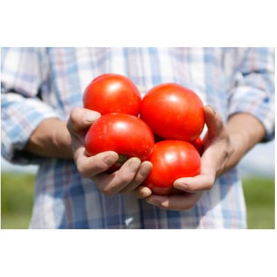 ナガノトマトの信州生まれのケチャップ　国産つぶ野菜入り190g　15本入り