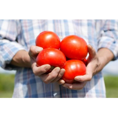 ナガノトマトのギフトB-5信州生まれのおいしいトマト食塩無添加190g×18本入り(トマトジュース)