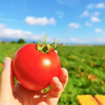 ナガノトマトの信州のトマトジュース 食塩無添加190g 20本(完熟搾り・ストレート)