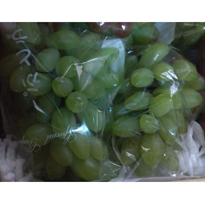 ゴールドフィンガー ご贈答品 2房【 栽培期間中化学肥料/除草剤 不使用・草生栽培 】高級白系ぶどう