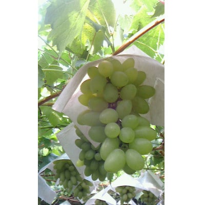 ゴールドフィンガー ご贈答品 2房【 栽培期間中化学肥料/除草剤 不使用・草生栽培 】高級白系ぶどう