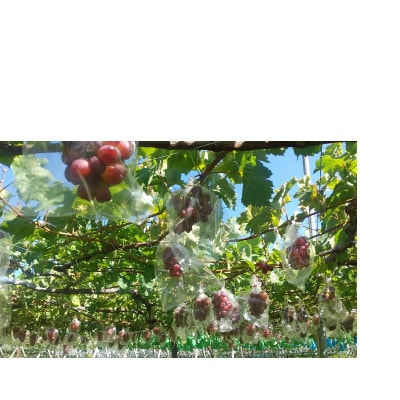 マイハート 1房 ご贈答品【 栽培期間中化学肥料/除草剤 不使用・草生栽培 】ハート形の高級ぶどう