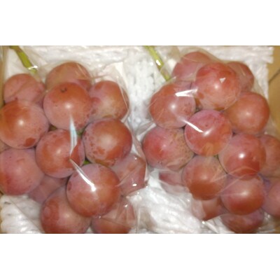 クイーンニーナ ご贈答品 2房 1kg～1.2㎏【 栽培期間中化学肥料/除草剤 不使用・草生栽培 】