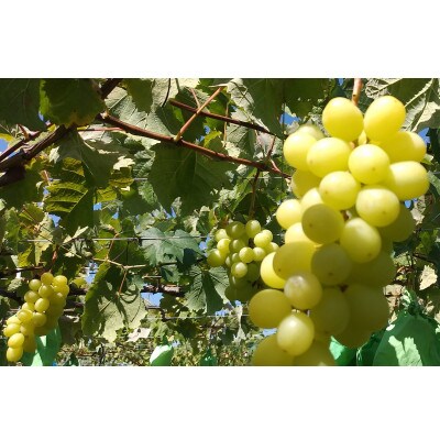 完熟シャインマスカット 約1.9～2kg【 栽培期間中化学肥料、除草剤不使用・草生栽培 】