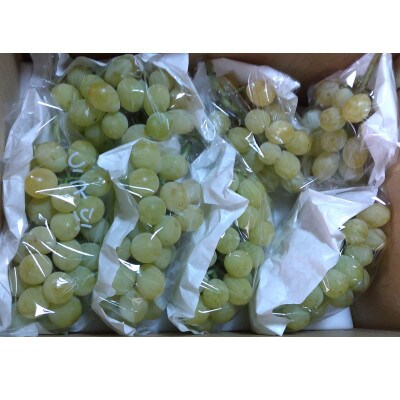 完熟シャインマスカット 約1.9～2kg【 栽培期間中化学肥料、除草剤不使用・草生栽培 】