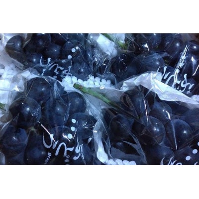 ナガノパープル 約2kg【 栽培期間中低農薬 】高級ぶどう 濃厚な甘みで大人気♪