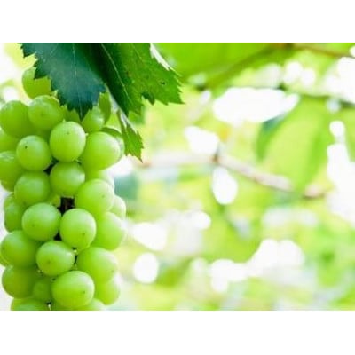 【 栽培期間中極力農薬を減らして栽培 】約900g～1kg ご家庭用 シャインマスカット 高級ブドウ