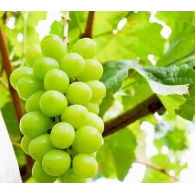 【 栽培期間中できるだけ農薬を減らして栽培 】約1.9～2kg 秀品シャインマスカット 高級ブドウ