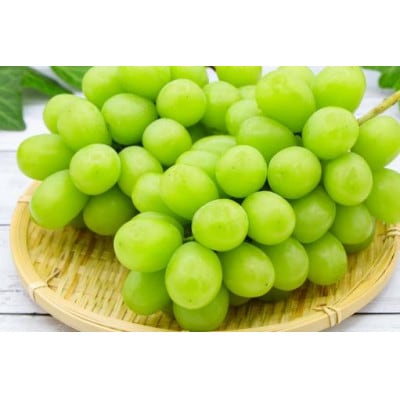 【 栽培期間中できるだけ農薬を減らして栽培 】約1.9～2kg 秀品シャインマスカット 高級ブドウ