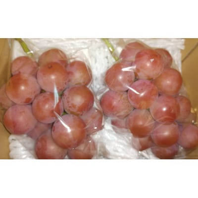 クイーンニーナ 約900g～1kg【 栽培期間中低農薬 】大人気の赤系高級ぶどう