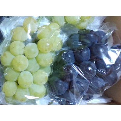 旬の高級ぶどう詰合せ ご贈答品 2房【 栽培期間中化学肥料/除草剤 不使用・草生栽培 】希少種など
