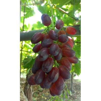 旬の高級ぶどう詰合せ 1.6～1.8kg【 栽培期間中低農薬/除草剤 不使用・草生栽培 】希少種など