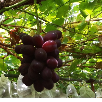 旬の高級ぶどう詰合せ 1.6～1.8kg【 栽培期間中化学肥料/除草剤 不使用・草生栽培 】