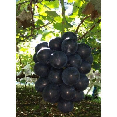 ナガノパープル 約2.8～3kg【 栽培期間中低農薬】濃厚な甘みで大人気の高級ぶどう♪